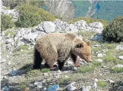  ?? ?? Fotografía de uno de los machos subadultos localizado en el Valle de Hecho, el año pasado.