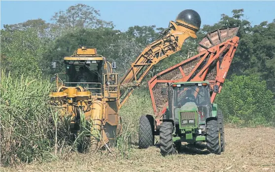  ??  ?? A pleno. Esta semana después de 195 días de trabajo, Ledesma finalizará la zafra de la caña de azúcar con 3,3 millones de toneladas producidas.