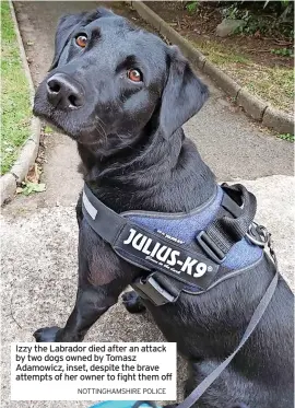  ?? NOTTINGHAM­SHIRE POLICE ?? Izzy the Labrador died after an attack by two dogs owned by Tomasz Adamowicz, inset, despite the brave attempts of her owner to fight them off