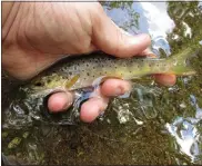  ?? MEDIANEWS GROUP FILE PHOTO ?? Wild brown trout are the only native trout in Pennsylvan­ia and can be found in smaller, canopied cooler streams.