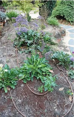  ?? Photos: Mike Wells ?? DROUGHT PROOFING: A drip irrigation line installed and ready to be covered by mulch.