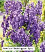  ?? ?? Aconitum ‘Bressingha­m Spire’