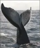 ??  ?? The humpback whale.