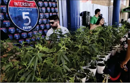  ?? RICHARD VOGEL — THE ASSOCIATED PRESS ?? Marijuana clone plants are displayed for sale by Interstate 5Farms at the Kushstock Festival at Adelanto. California may cut taxes on cannabis.