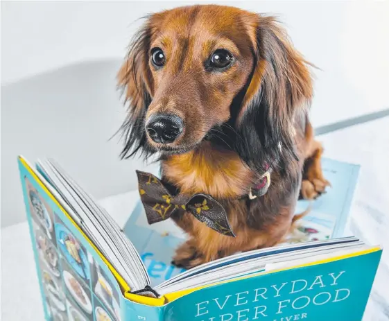  ?? Picture: JERAD WILLIAMS ?? King Kingsley, the famous Gold Coast dachshund, is launching a book to raise money for the RSPCA.