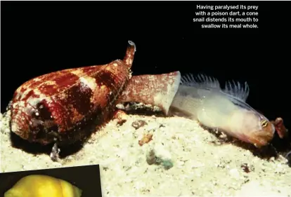  ??  ?? Having paralysed its prey with a poison dart, a cone snail distends its mouth to
swallow its meal whole.