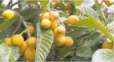  ?? ?? Loquats are shapely with big, grey-green leaves and little yellow fruit.