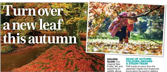  ??  ?? see a mass of towering trees dressed in deep oranges and mellow yellows – and if you’re lucky, roe deer, dormice and red squirrels too. GOLDEN GLOW: The magical New Forest, left, and searching for wildlife, above