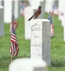  ?? MIKE DE SISTI, MILWAUKEE JOURNAL SENTINEL ?? A robin appears to be honoring the fallen at Wood National Cemetery. The cemetery will have Memorial Day observance­s May 30.
