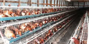  ??  ?? A poultry farm