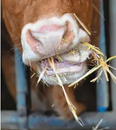  ?? Symbolfoto: Uwe Zucchi, dpa ?? Thannhause­n hat bald einen Rindermast­betrieb weniger – gegen den Landwirt wurde ein Tierhaltev­erbot verhängt. Von seinen mehr als 100 Tieren muss er sich bald trennen.