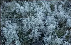  ?? ?? Frost sparkles on the soft leaves and stems of silver sagebrush.