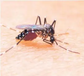  ?? LN ?? El zancudo Aedes aegypti se reproduce poniendo huevos en agua limpia estancada. Fumigar es el método de control más usado.