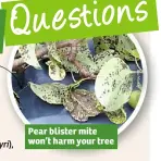  ??  ?? Pear blister mite won’t harm your tree