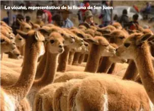  ??  ?? La vicuña, representa­tiva de la fauna de San Juan