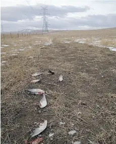  ?? SUPPLIED/POSTMEDIA NEWS ?? A retired scientist blames the deaths of “hundreds of ducks” on high-speed collisions with new transmissi­on lines.