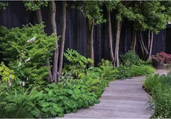  ??  ?? Above
A row of multi-stemmed bay trees creates a pleasing linear effect against the black fence while textural plants, including Persicaria bistorta Alchemilla mollis and Hakonechlo­a macra, soften the edges of the curving boardwalk from Millboard.