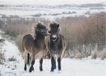  ??  ?? Exmoor Ponies.