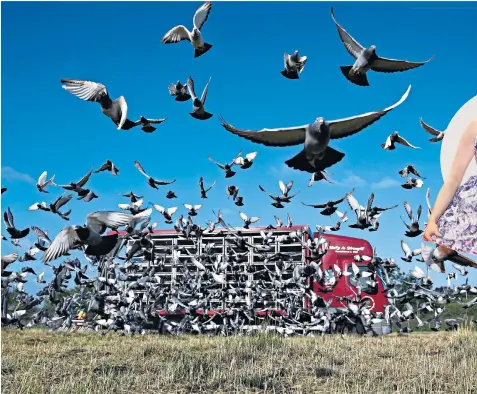  ?? ?? Pigeon racing – a sport with ‘deep roots in traditiona­l industrial working-class communitie­s’ – will feature, as well as more modern activities, such as drag queen events, above