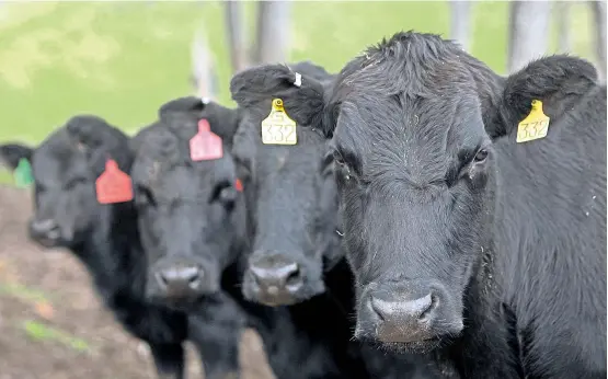 ??  ?? Rindfleisc­h sollte nach den Vorstellun­gen der Landwirtsc­haftskamme­r Österreich ein „sensibles Produkt“werden.