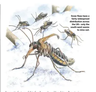  ??  ?? Snow fleas have a fairly widespread distributi­on across the UK– only the south-west seems to miss out.