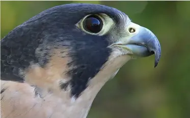  ?? | GREG HUME ?? CLOSE-UP of a peregrine falcon.