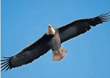  ?? OKLAHOMAN ARCHIVES] [SARAH PHIPPS/ THE ?? You can find eagles flying in Oklahoma skies.