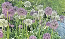  ??  ?? The white and purple orbs of alliums make a stunning combinatio­n.