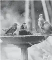  ?? GETTY IMAGES/ISTOCKPHOT­O ?? The most agreed-upon way to clean bird baths is to scrub with bleach and water every few days.