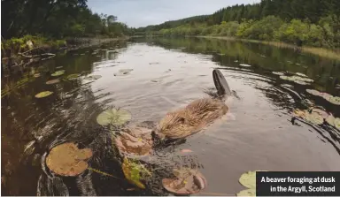  ??  ?? A beaver foraging at duskin the Argyll, Scotland