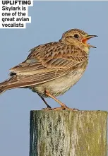  ?? ?? UPLIFTING Skylark is one of the great avian