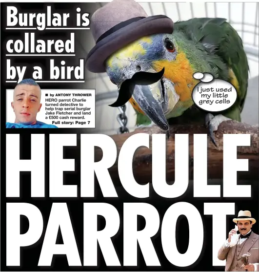  ?? by ANTONY THROWER ?? HERO parrot Charlie turned detective to help trap serial burglar Jake Fletcher and land a £500 cash reward. I just used my little grey cells