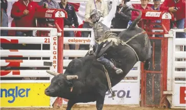  ?? Mike Drew ?? Sage Steele Kimzey of Strong City, Okla., won the bull riding category on Night Moves at the Calgary Stampede Sunday to take home the $100,000 grand prize.