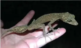  ?? ?? Terrestria­l ecologist Conrad Hoskin came across the new gecko species during a four-day survey of Scawfell Island. Photograph: Conrad Hoskin