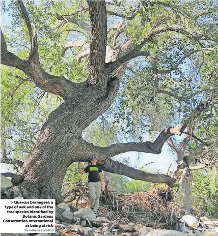  ?? Silvia Alvarez-Clare/BGCI ?? > Quercus branegeei, a type of oak and one of the tree species identified by Botanic Gardens Conservati­on Internatio­nal as being at risk