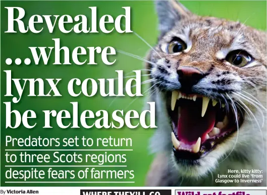  ??  ?? Here, kitty kitty: Lynx could live ‘from Glasgow to Inverness’