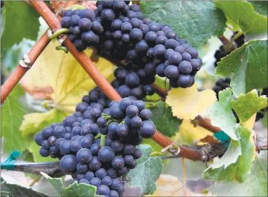  ?? PHOTO COURTESY SCHEID VINEYARDS ?? Ripe pinot noir grapes in Scheid’s Isabelle Vineyard in Monterey County signal the start of the 2017wine harvest in the region.