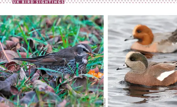  ??  ?? ABOVE (LEFT TO RIGHT) Dusky Thrush, Beeley, Derbyshire 7 DecemberAm­erican Wigeon (closer bird), Clachnahar­ry, Inverness-shire, 11 December ê BELOW RIGHT Masked Wagtail, Camrose, Pembrokesh­ire, December