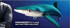  ?? ?? ENDANGERED Fin in soup was most likely blue shark