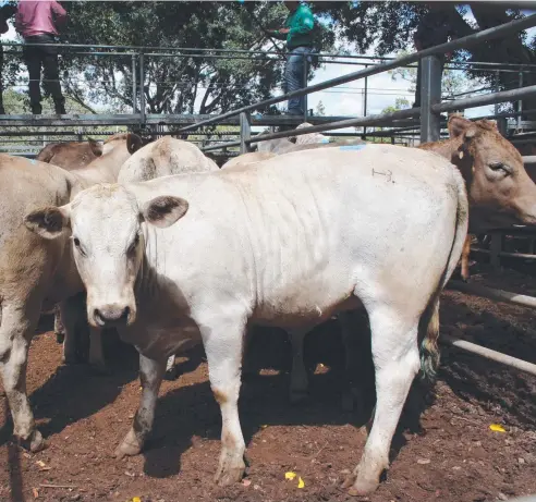  ?? Pictures: BEC SINGH ?? PRICES FIRM: A pen of Charolais Brangus cross and Charolais Charbray cross from the Teelow family’s property in Maalan. Three sold for 259¢/kg and four went for 274¢/kg at Mareeba Sale Yards.