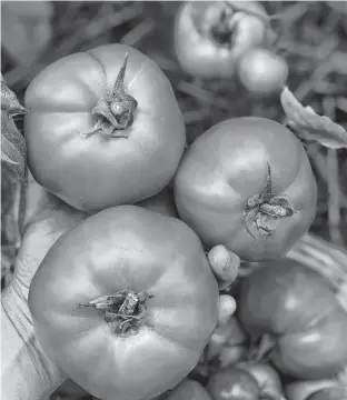  ?? NIKI JABBOUR PHOTOS ?? Tomatoes are the top crop grown in home vegetable gardens and I fertilize my plants with a granular organic vegetable fertilizer at planting time, writes Niki Jabbour. I then apply SeaBoost every three to four weeks from early through late summer.