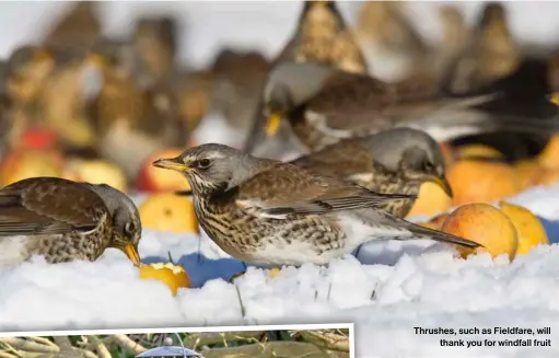  ?? ?? Thrushes, such as Fieldfare, will thank you for windfall fruit