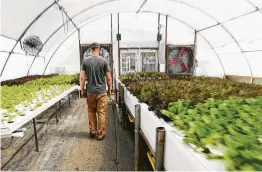  ??  ?? Billy Trainor, co-founder of Verdegreen­s, says the hydroponic grower in northwest Houston launched farm boxes of leafy greens to make up for the loss in revenue from restaurant­s. Business has been good.