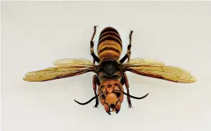  ?? AP Photo/Ted S. Warren ?? ■ An Asian hornet from Japan is displayed Monday at the Washington state Department of Agricultur­e in Olympia, Wash. The insect, which has been found in Washington state, is the world's largest hornet and has been dubbed the “murder hornet” in reference to its appetite for honey bees and a sting that can be fatal to some people.