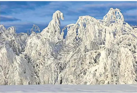  ?? FOTO: KONRAD FUNK ?? Malerisch: Die Sonne wirft einen leicht goldenen Schein auf diese völlig vom Schnee bedeckten Bäume. Ihre Last ist Tonnen schwer.