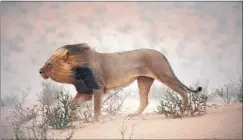  ?? Photo: CHRIS JOHNS/ NATIONAL GEOGRAPHIC ?? A lion patrols the dry Nossob riverbed at South Africa’s Kalahari Gemsbok National Park.