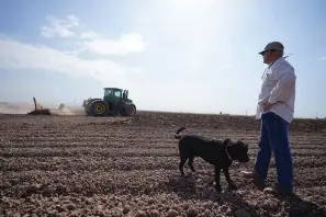  ?? The Associated Press ?? ■ Farmer Larry Cox walks in a plowed field with his dog, Brodie, on Aug. 15, 2022, at his farm near Brawley, Calif. With drought, climate change and overuse of the Colorado River leading to increasing­ly dire conditions in the West, the federal Bureau of Reclamatio­n is looking at fallowing as a way to cut water use. That means idling farmland, with payments to major users to make it worthwhile. That has farmers primarily in California’s Imperial Valley and Arizona’s Yuma Valley weighing the possibilit­y. Many are reluctant.