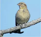  ?? Picture: TIM COCKCROFT ?? HIDDEN COLOURS: The yellow-throated petronia is sometimes mistaken for a sparrow