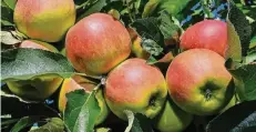  ?? FOTO: DPA ?? 550.000 Tonnen Äpfel könnten in diesem Jahr geerntet werden, schätzen die Landwirte. Doch die Ernte dürfte schlechter ausfallen als 2016.