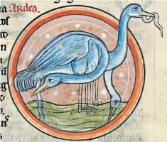  ??  ?? Catch of the day: herons tuck into a meal of eels in a detail from a 13th-century bestiary